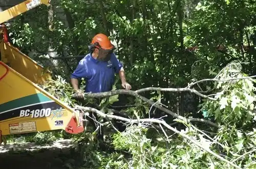 tree services Woodstown